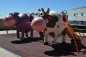 Structure de jeux "la vache"