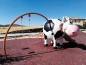 Structure de jeux "la vache"