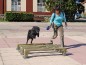 Saut en longueur canin