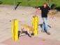 Saut en hauteur pour chiens