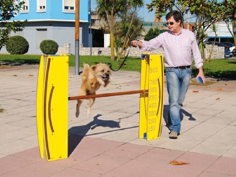 Saut en hauteur pour chiens