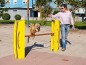 Saut en hauteur pour chiens