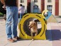 Tunnel parcours d'agility
