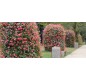 🌸 Pyramide de fleurs Hauteur 2,40 m | Jardinière urbaine acier galvanisé