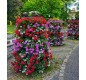 toue fleurs collectivités