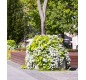 tour de fleurs