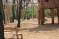 Château suspendu dans les bois
